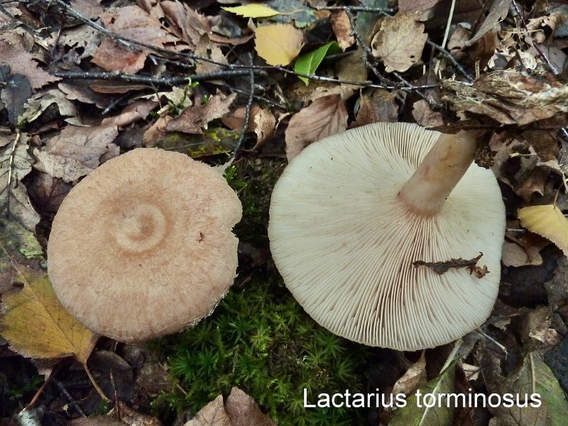 Lactarius torminosus-amf1081.jpg - Lactarius torminosus ; Non français: Lactaire à toison